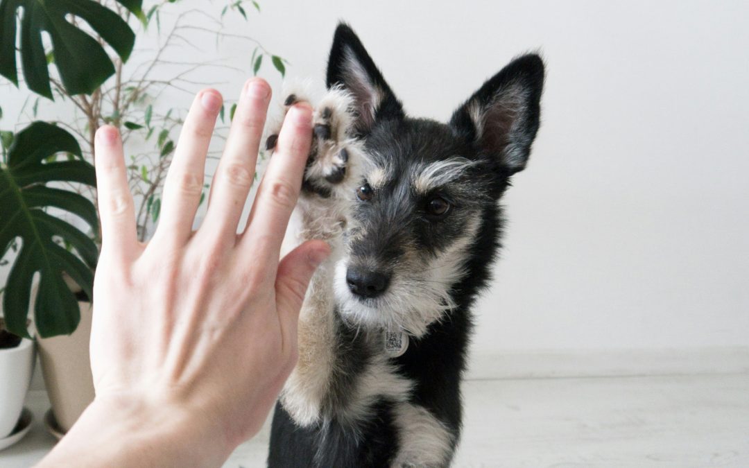 Protect Your Peace: 5 Daily Habits for a Stronger Mind